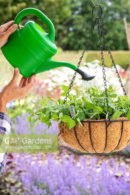 woman watering freshly planted up hanging basket with green watering can. 