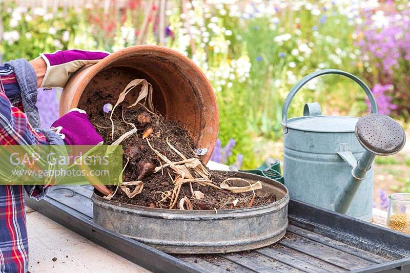 Woman tipping old, used compost out of a terracotta pot. 