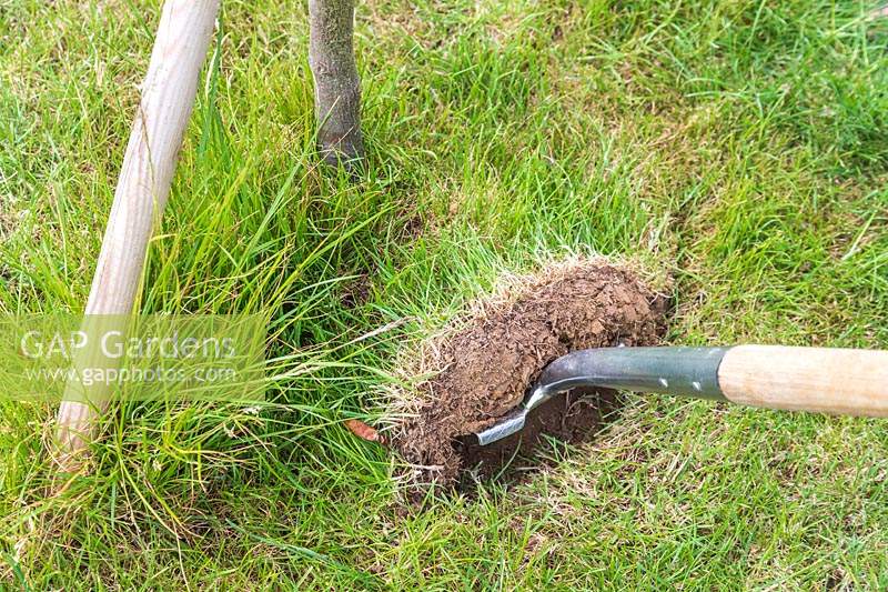 Using a spade to lift turf from around the base of a tree. 
