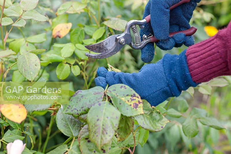 Cutting off Rosa - Rose - foliage covered in black spot using secateurs