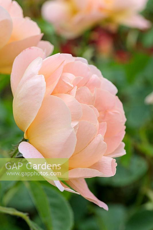 Rosa 'Ambridge Rose' - English Shrub Rose