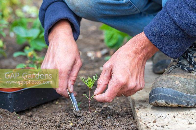 Woman using widger to carefully dig up self-seeded Cosmos seedling from ground