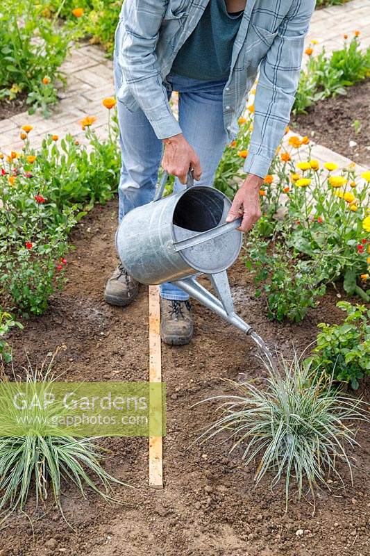 Overview of a woman watering Carex 'Everest' with galvanised watering can. 