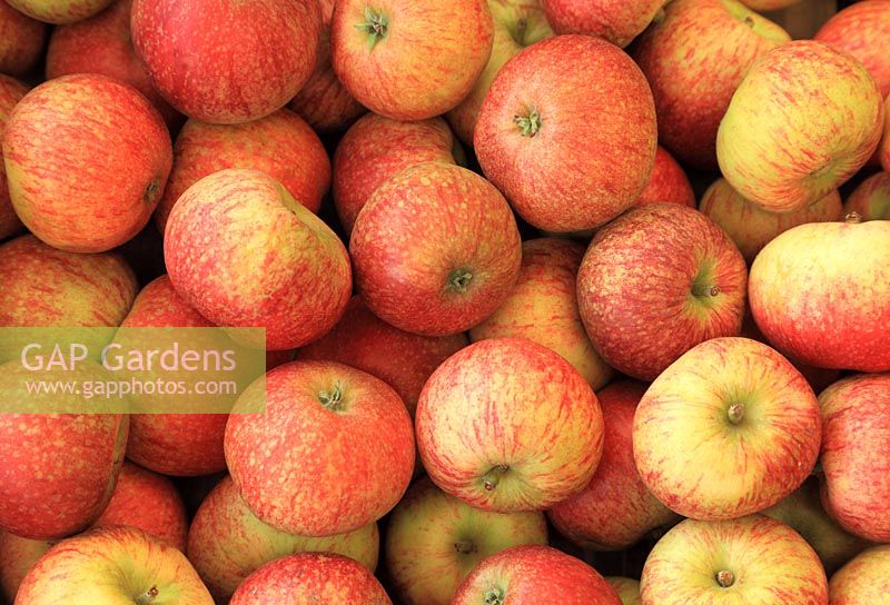 Apple 'Beauty of Bath' - apples in farm shop display 