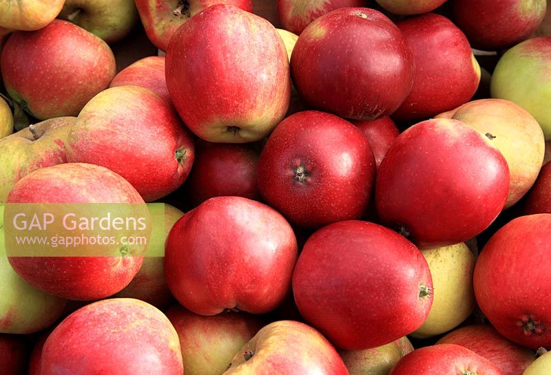 Malus domestica - Apple 'Worcester Pearmain' 