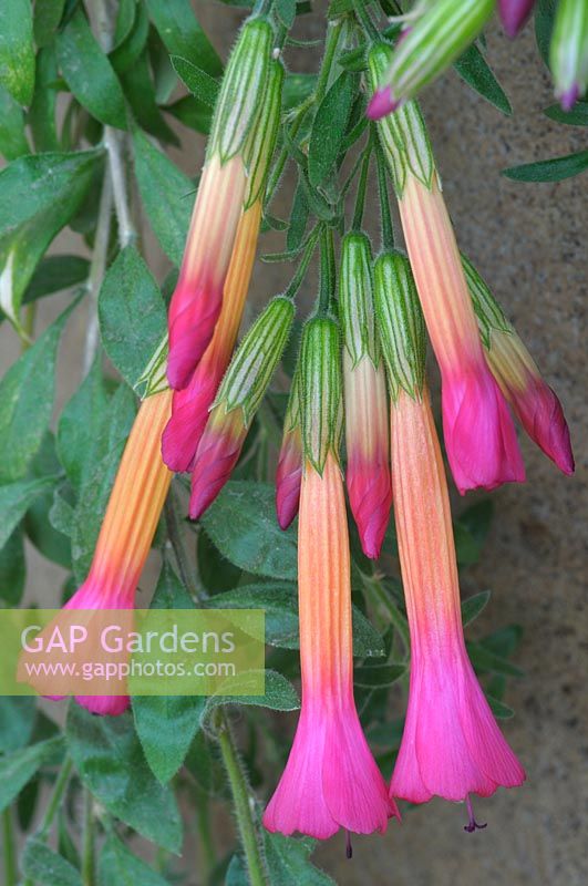 Cantua buxifolia - 'Peruvian magic tree', also known as Sacred flower of the Incas