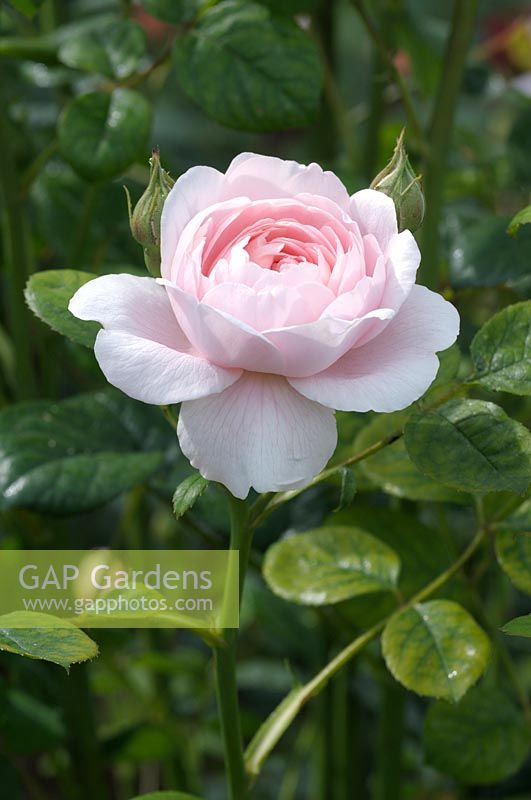 Rosa Queen of Sweden 'Austiger' - English Shrub Rose