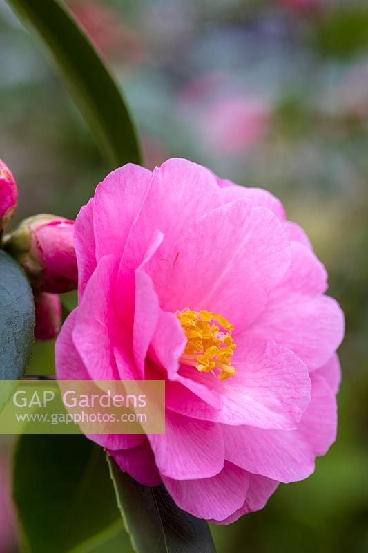 Camellia 'Spring Fling'