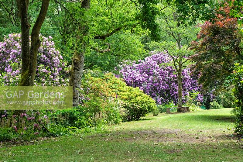 Azalea Glade in Evenley Wood gardens