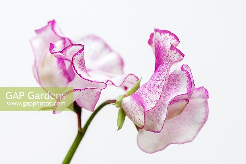 Lathyrus odoratus 'Balcony Purple' - Sweet Pea - flower on a white background