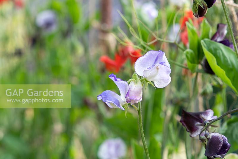 Lathyrus odoratus 'Blue Ripple' - Sweet Pea - flower stem