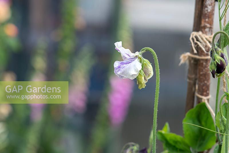 Lathyrus odoratus 'Burlesque Flake' - Sweet Pea - flower on stem 