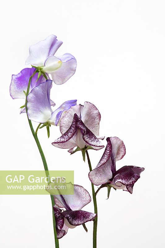 Lathyrus odoratus 'Earl Grey' and 'Blue Ripple' - Sweet Pea - flower stems on a white background