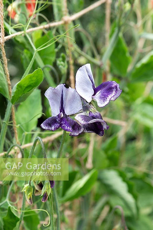 Lathyrus odoratus 'Earl Grey' - Sweet Pea - flower on plant