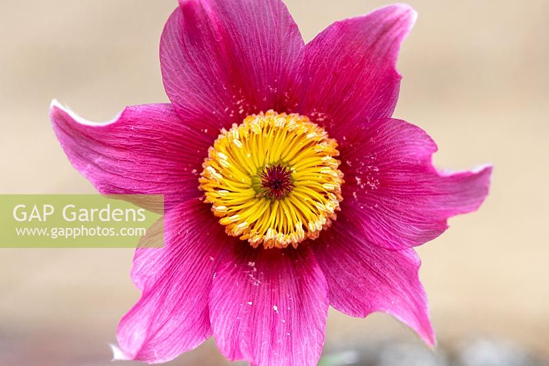 Pulsatilla vulgaris 'Rose Bells' - Pasque Flower