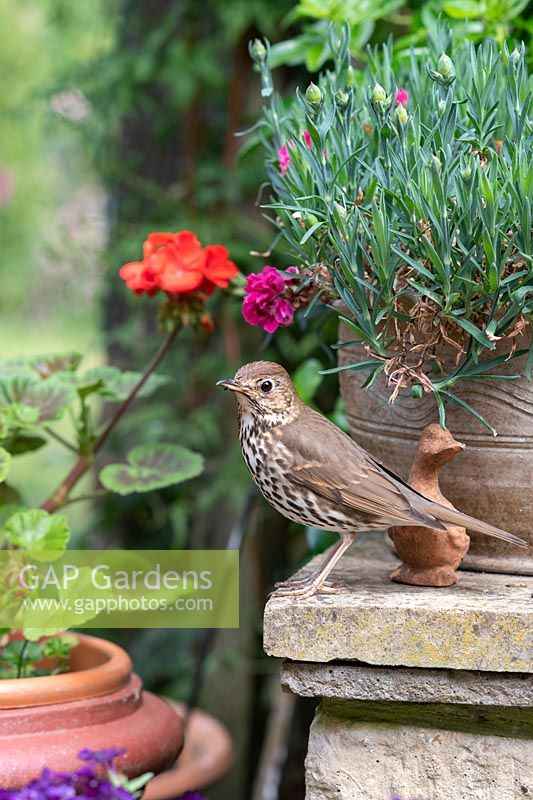 Turdus philomelos - Song Thrush - on corner of a garden wall near potted plants
