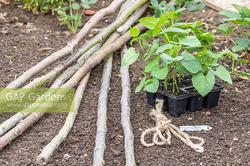 Climbing Beans 'Blue Lake', string and hazel poles ready for planting
