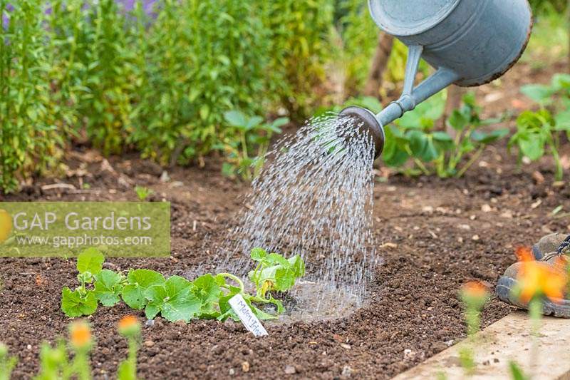 Using a metal watering can to water newly-planted Melon plant