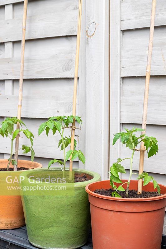 Recently-planted Tomato plants in terracotta, glazed and plastic pots