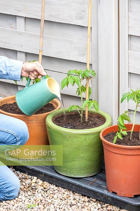 Using a jug to give equal measures of water to newly-planted Tomato plants in different pots: terracotta, glazed and plastic