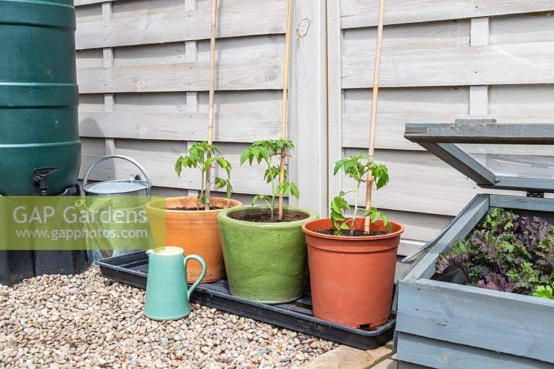 Young Tomato plants in terracotta, glazed and plastic pots