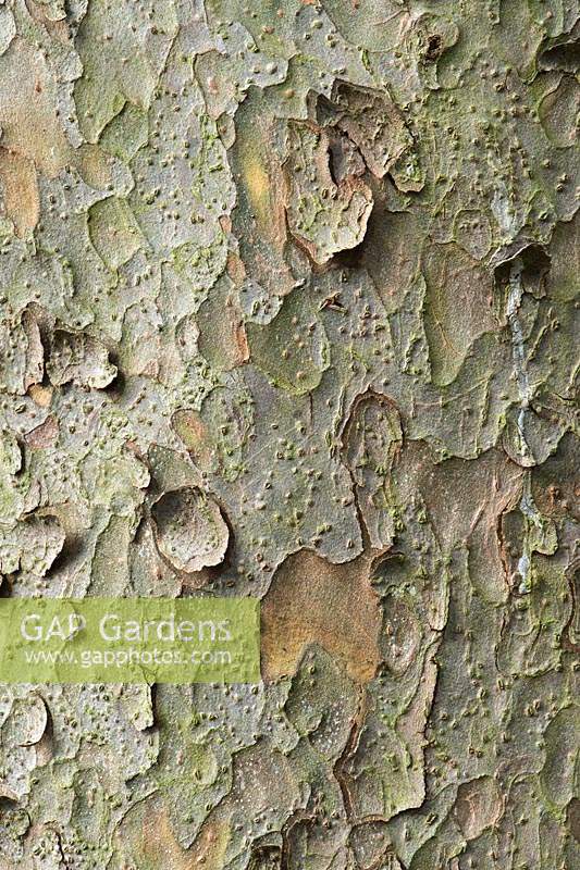 Pinus gerardiana - Chilgoza Pine - detail of the bark