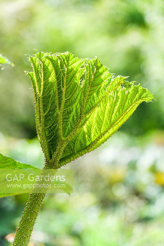 Gunnera manicata - leaf unfolding