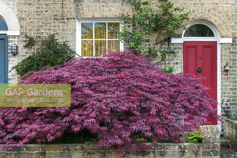 Acer palmatum 'Dissectum Atropurpureum'. A mature specimen in a small front garden of a victorian terraced house with red front door.