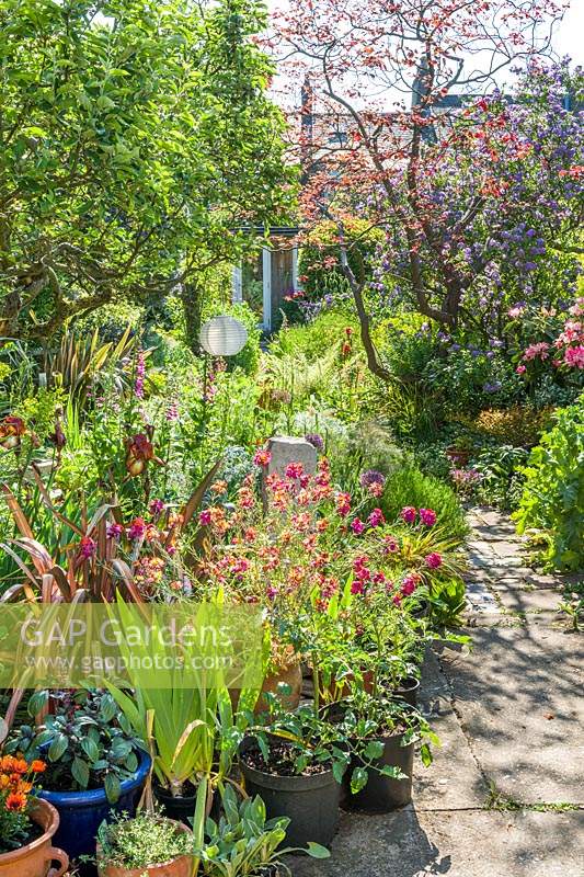 View of a long narrow town garden in Cambridge. Serpentine path, old apple tree, Cercis canadensis 'Forest Pansy', erysimum, ceanothus, phormiums, lilies, irises, fig tree.