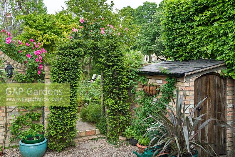 Corner of a courtyard garden with rustic brick store, Yew arch trained over entrance to main garden. Young espalier apple tree, pleached hornbeam and roses. 