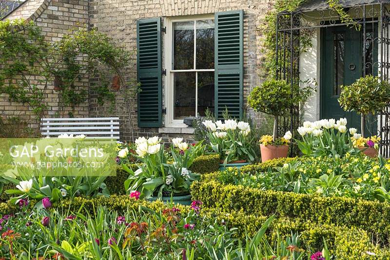 Cottage garden in spring with box edging, wallflowers and tulips, bay trees and polyanthus in containers. Tulip 'Apricot Beauty', 'Exotic Emperor' and 'Purissima'.