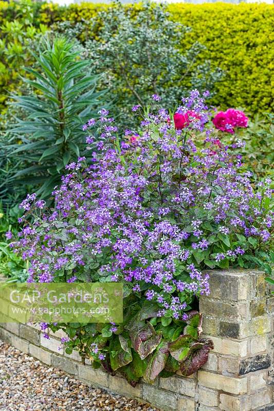 Lunaria 'Corfu Blue' in raised bed with tree peony and echium.