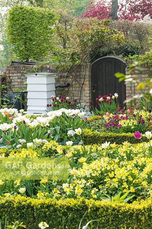 Garden in spring with wallflowers and tulips. Beehive and box edging.Tulipa 'Apricot Beauty', 'Exotic Emperor', 'Purissima', 'Flaming Spring Green', 'Spring Green',  'Jan Reus' and 'Ronaldo' in containers with polyanthus.