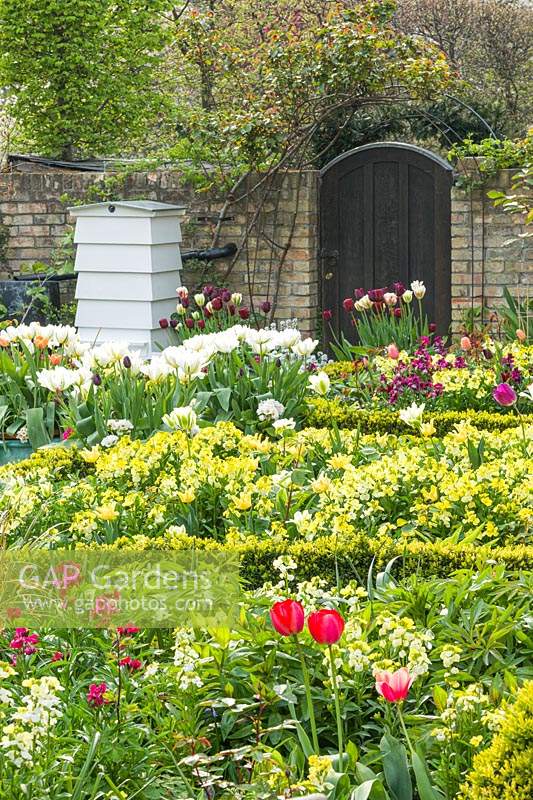 Garden in spring with wallflowers and tulips. Beehive and box edging.Tulipa 'Apricot Beauty', 'Exotic Emperor', 'Purissima', 'Flaming Spring Green', 'Spring Green',  'Jan Reus' and 'Ronaldo' in containers with polyanthus. April