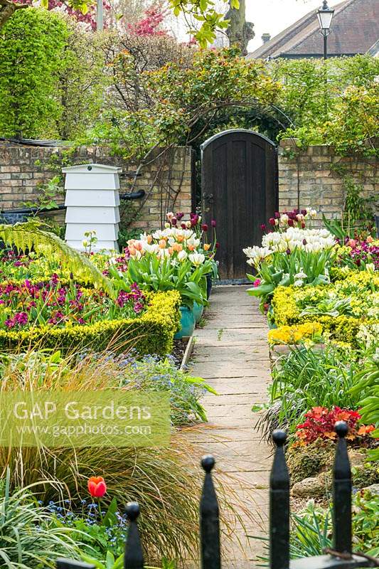 Garden in spring with wallflowers and tulips. Beehive and box edging.Tulipa 'Apricot Beauty', 'Exotic Emperor', 'Purissima', 'Flaming Spring Green', 'Spring Green',  'Jan Reus' and 'Ronaldo' in containers with polyanthus.