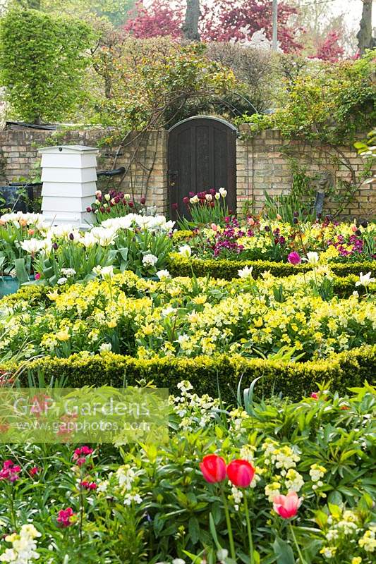 Garden in spring with wallflowers and tulips. Beehive and box edging. Tulipa 'Apricot Beauty', 'Exotic Emperor', 'Purissima', 'Flaming Spring Green', 'Spring Green',  'Jan Reus' and 'Ronaldo' in containers with polyanthus.