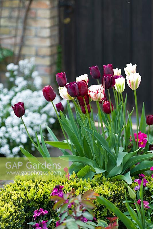 Tulipa 'Flaming Spring Green', 'Spring Green',  'Jan Reus' and 'Ronaldo' in container with polyanthus.