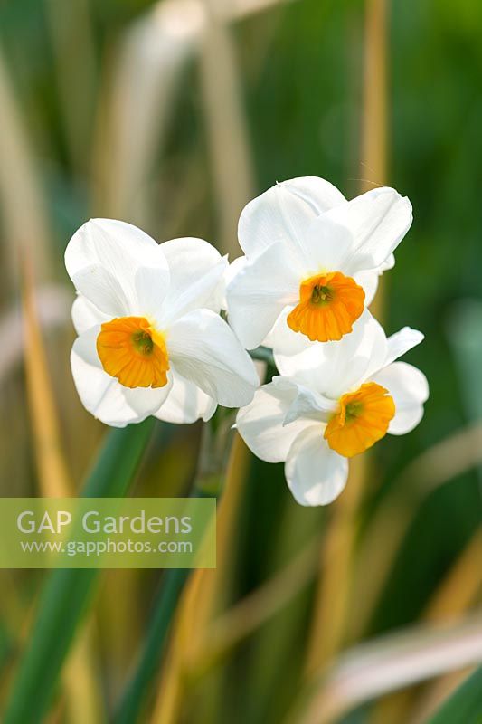 Narcissus 'Geranium' and phormium.