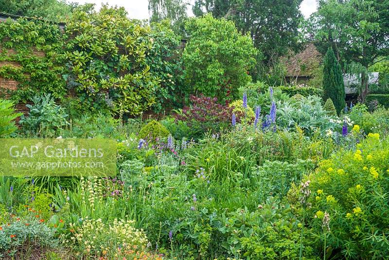 View of walled garden with wide range of herbaceous perennials including euphorbias, irises, geraniums, Sisyrinchium striatum, peonies, alchemilla, hemerocallis and delphiniums.