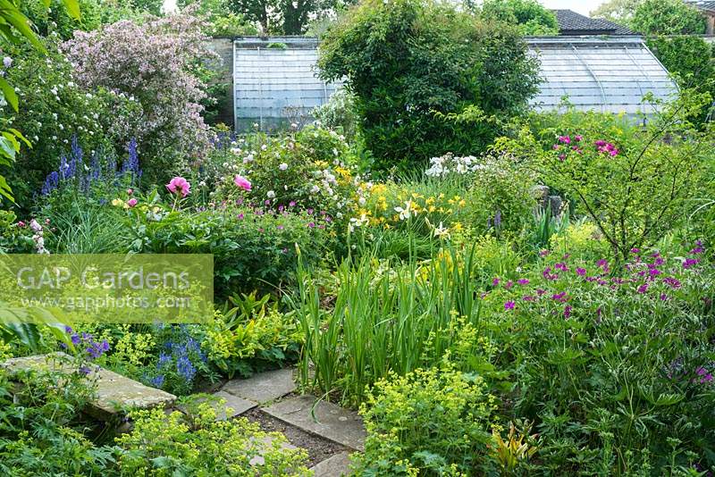 View of walled garden with wide range of herbaceous perennials including irises, geraniums, peonies, alchemilla, hemerocallis and delphiniums.