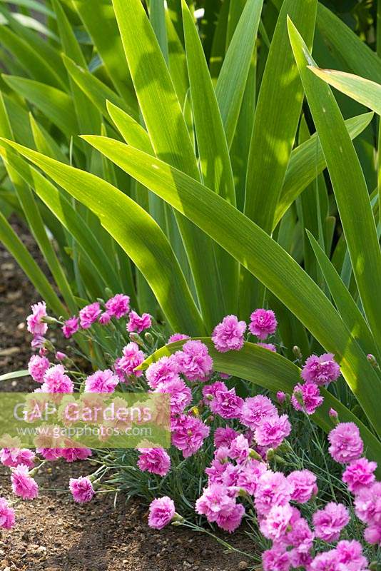 Dianthus - Pink - growing in front of Iris foliage, at edge of bed