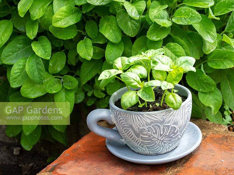 Ocimum basilicum, Sweet Basil, in cup and saucer planter.