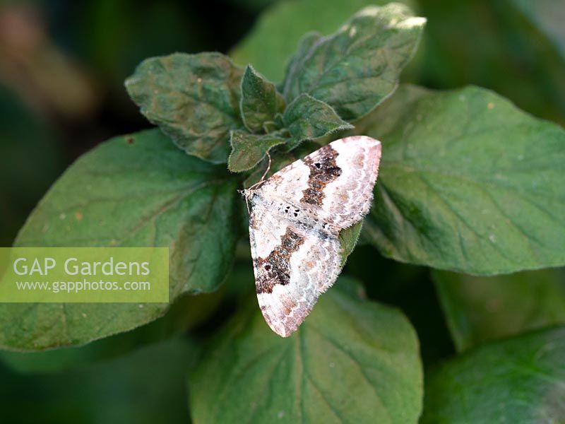 Xanthorhoe montanata, Silver ground carpet moth.