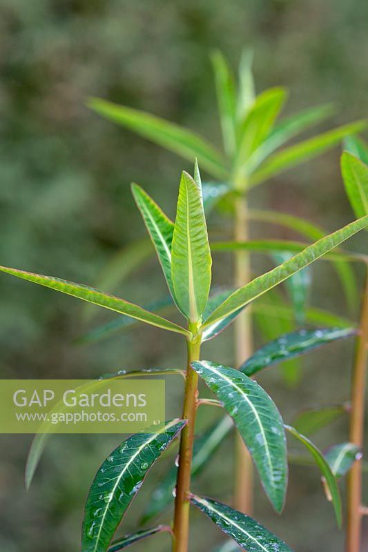 Euphorbia wallichii - shoot tip 