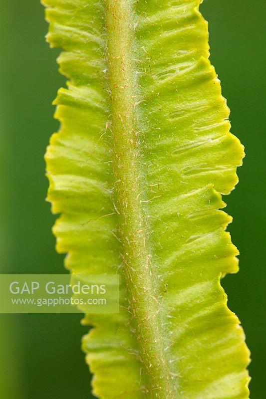 Asplenium scolopendrium 'Angustifolia' - Hart's Tongue Fern - detail of leaf rib with hairs
