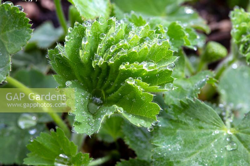 Alchemilla mollis - Lady's Mantle - unfurling leaves with rain drops