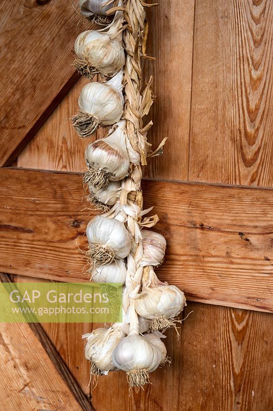 Plaited rope of harvested Garlic hung up in shed