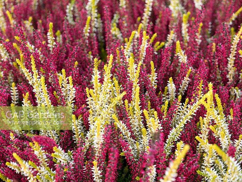 Colourful Calluna vulgaris - Heather