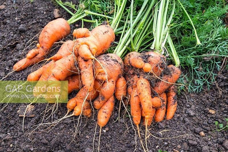 Crop of just pulled bunches of Carrot roots lying on the ground 
