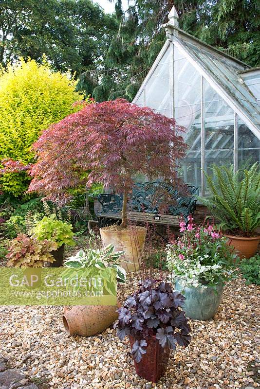 Gravel area with pots containing Heuchera, Acer palmatum, Hosta and fern, greenhouse behind 